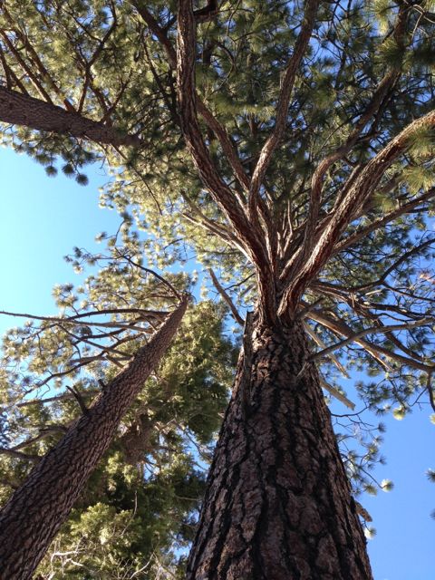 Lake Tahoe pine trees