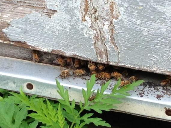 Orange Grove bees entering bee hives