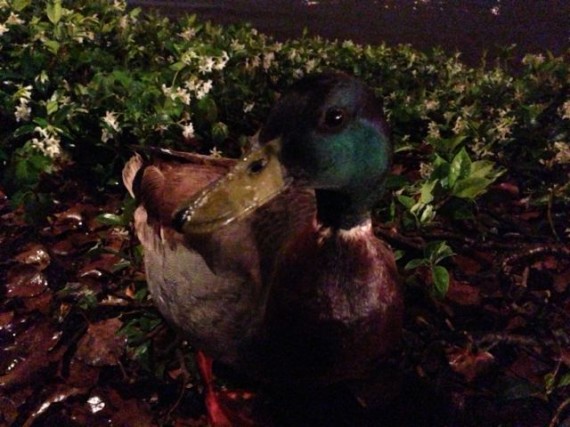 close up of Duck on land at night
