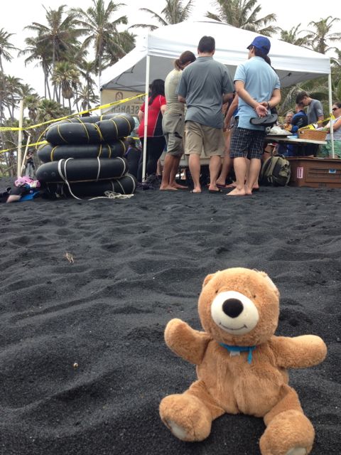 Teddy Bear on Hawaiian black sand beach
