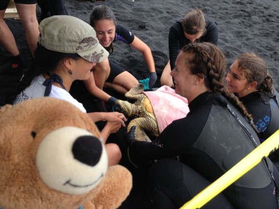 Marine Biologists and teddy bear helping Hawaiian Green Sea Turtle