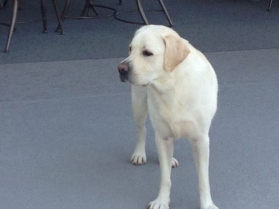 White Lab at attention on Florida pool deck