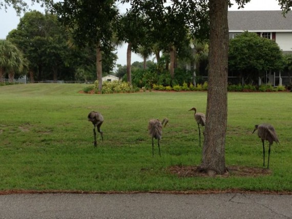 Four Florida Sand Hill Cranes in front yard