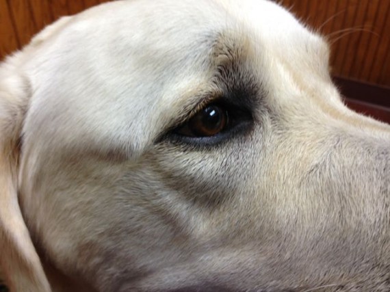 Close up photo of lab's face