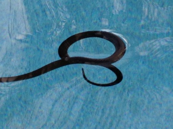 A snake in the pool or a seat belt?