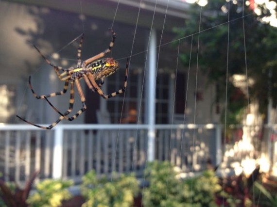 Florida garden spider 