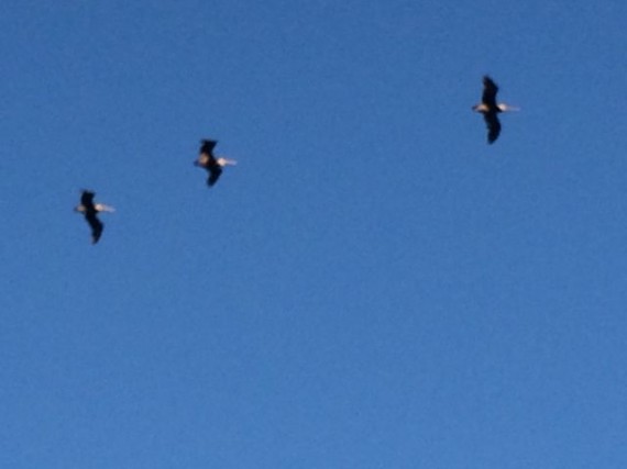 Three pelicans flying through the sky