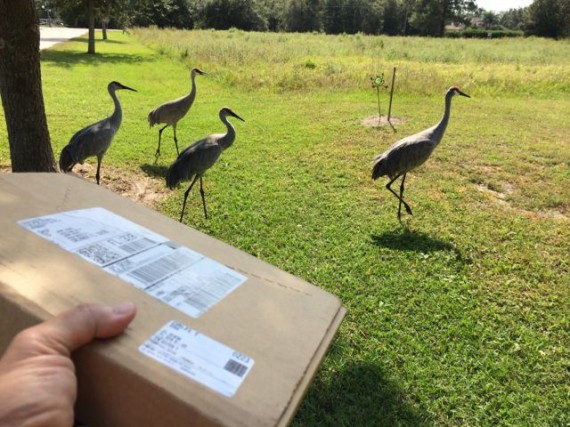 Mid Life Celebration book delivery and Sand Hill Cranes in background