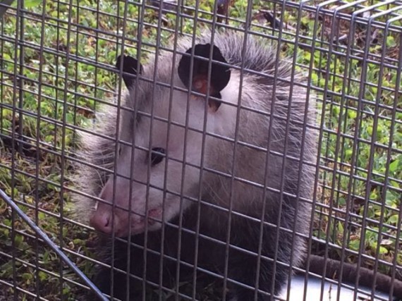 trapped Opossum 