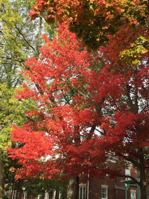 Fall colors at University of Iowa