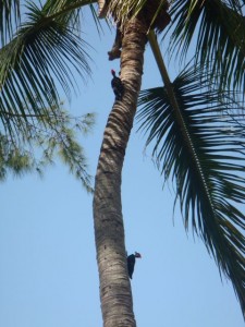 Woodpeckers on Sanibel Island Coconut Palm tree