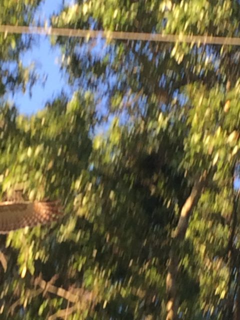 Hawk taking flight from Florida Oak tree