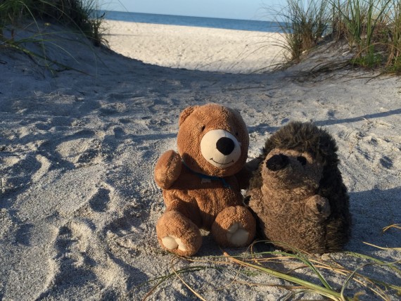 Stuffed Teddy Bear and Hedge Hog at Beach