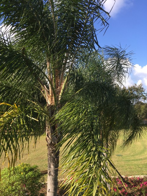 Florida palm tree trimming