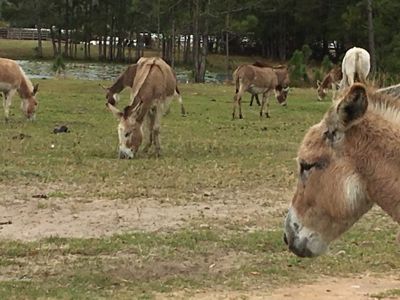 Donkeys near Disney University