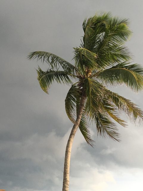 Florida Coconut Palm
