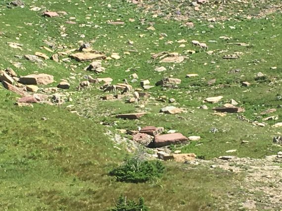 Big Horn Sheep at Logan Pass