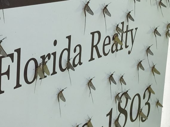 Florida insects