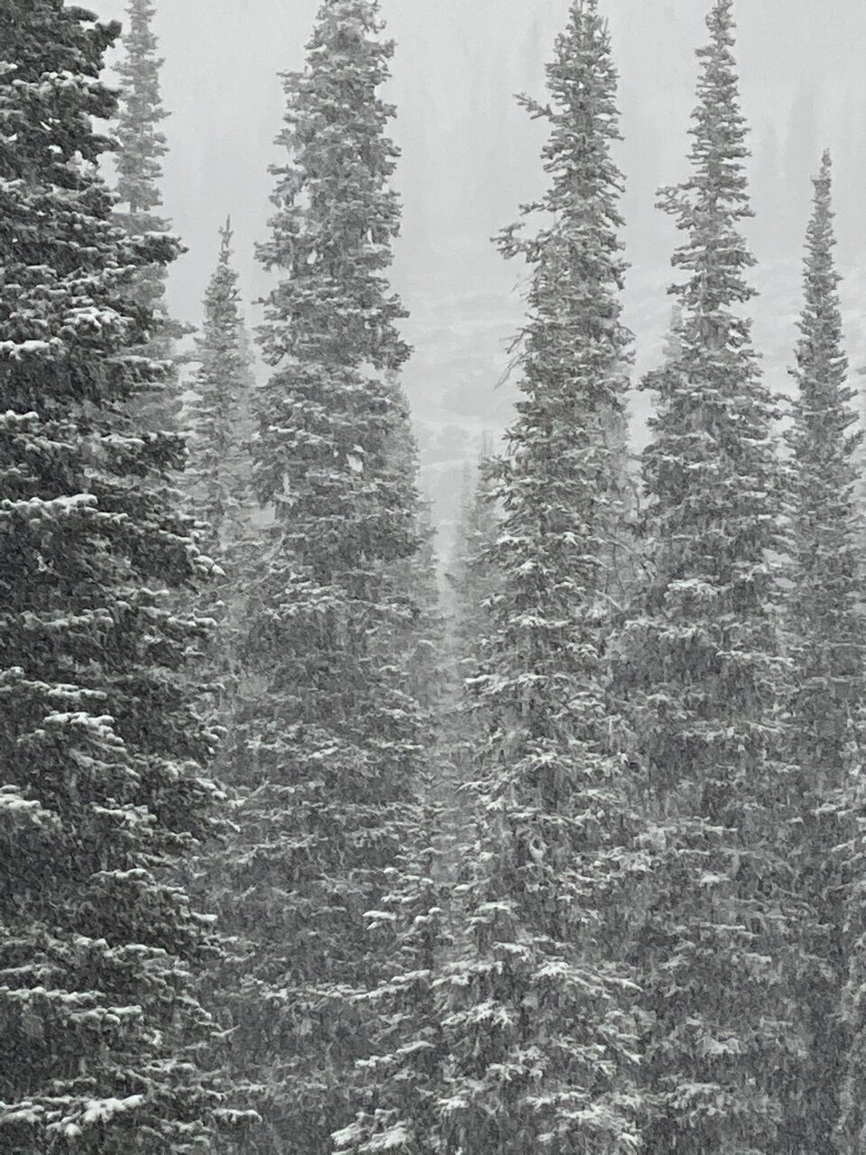 Forest and snow storm