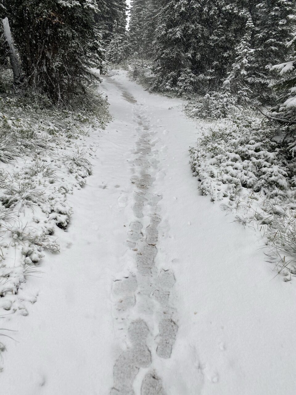 snow-covered hiking trail with footprints