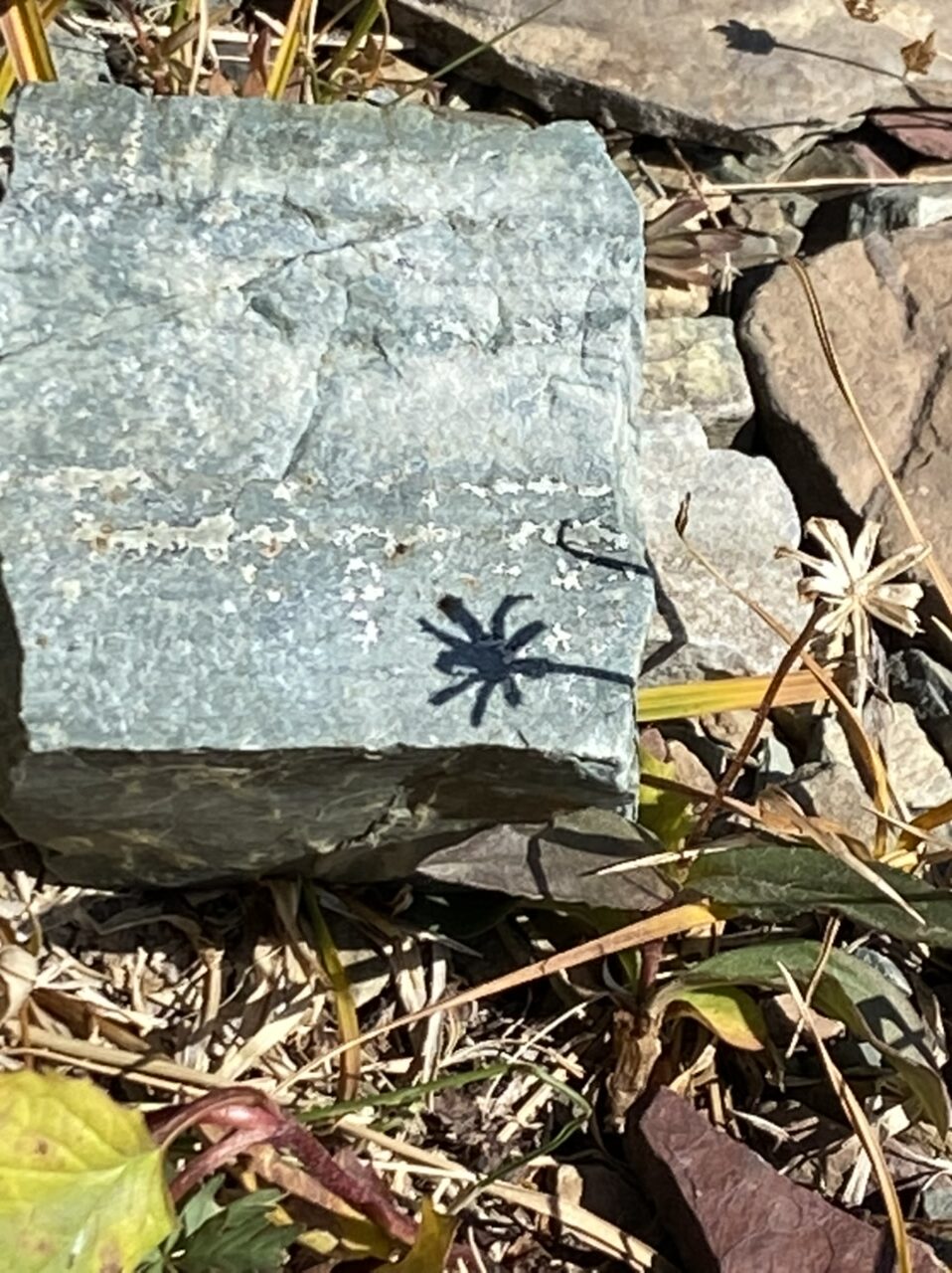 Small flower’s shadow on a stone