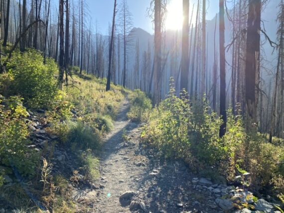 hiking trail through removing forest fire