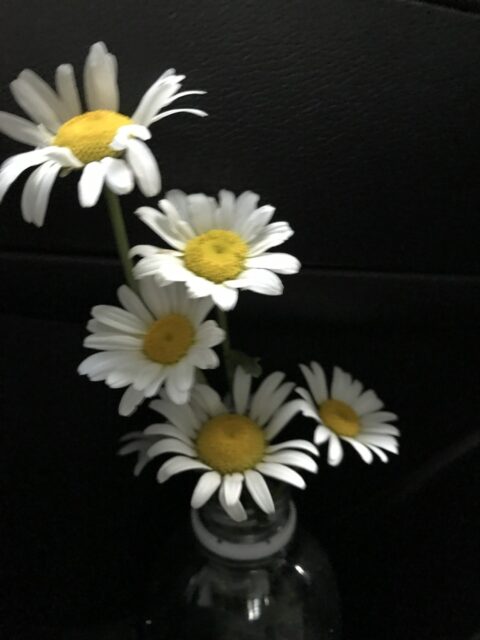 daisies in a bottle