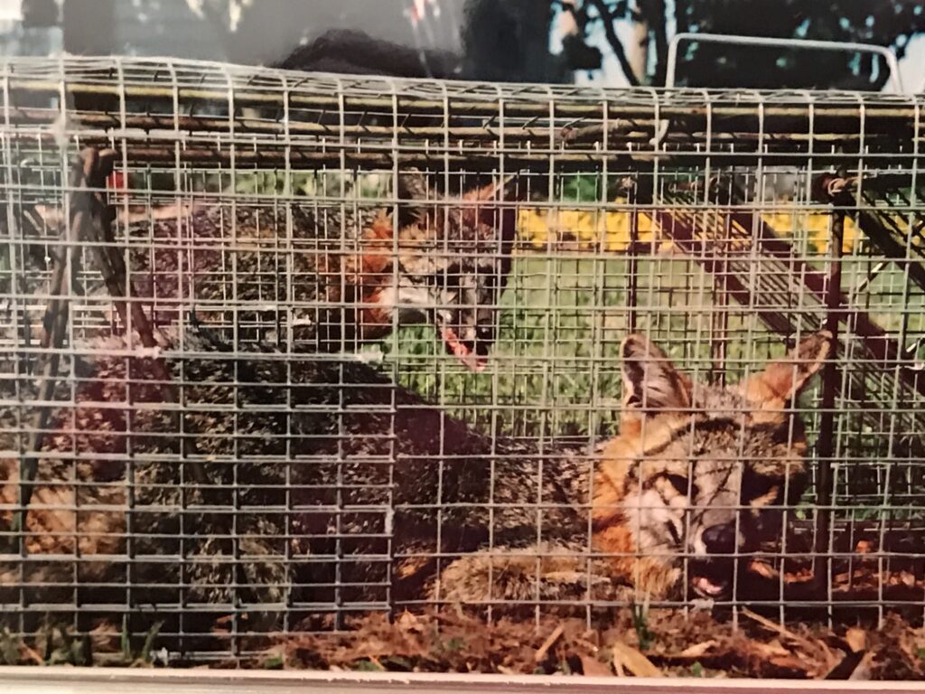 photo of two foxes in cages