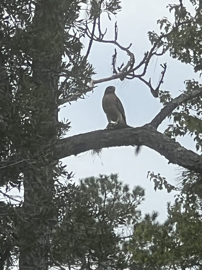 Hawk with prey on tree limb