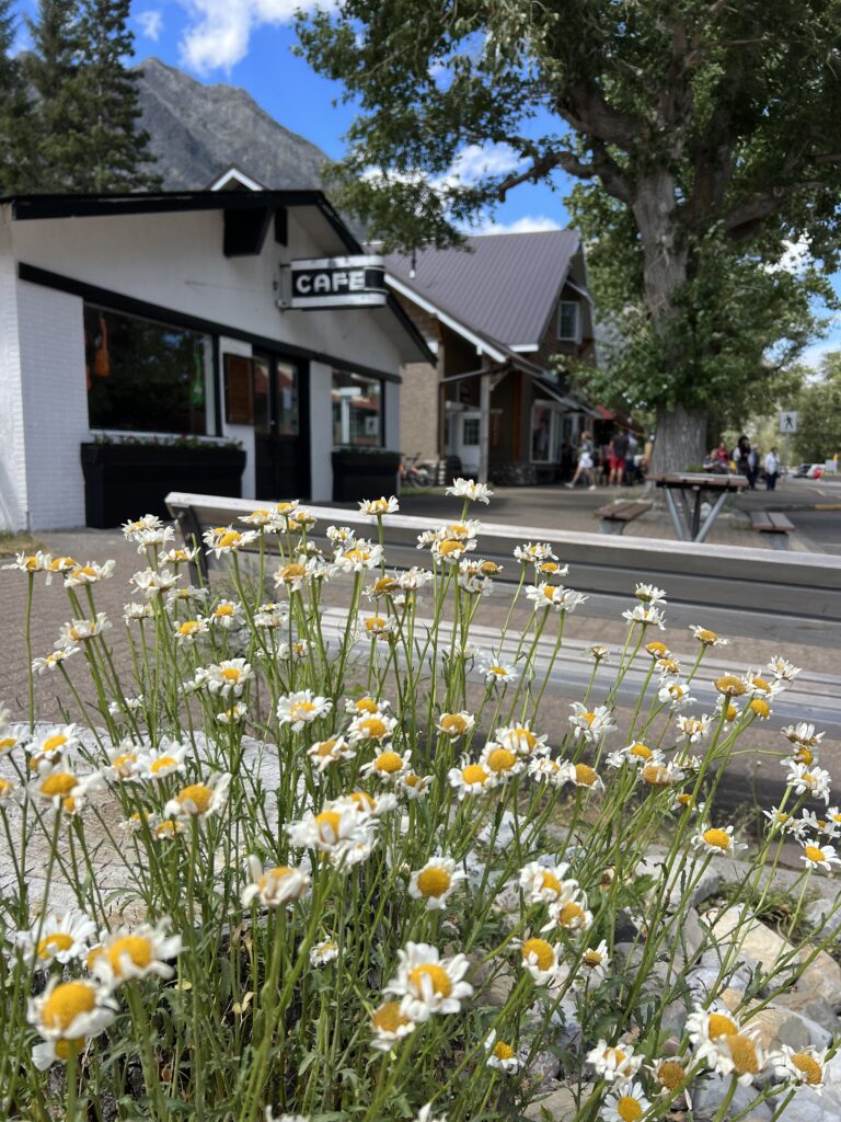 Daises in a small town plaza
