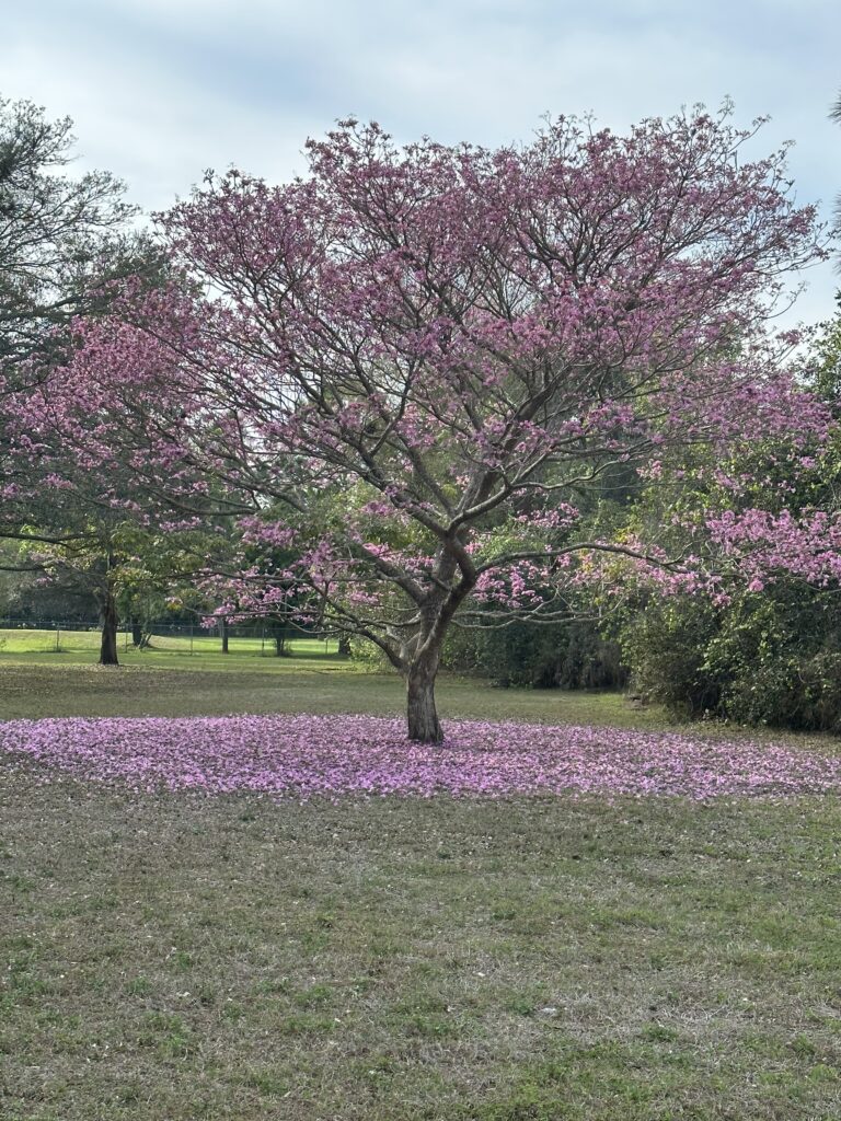 Flowering tree