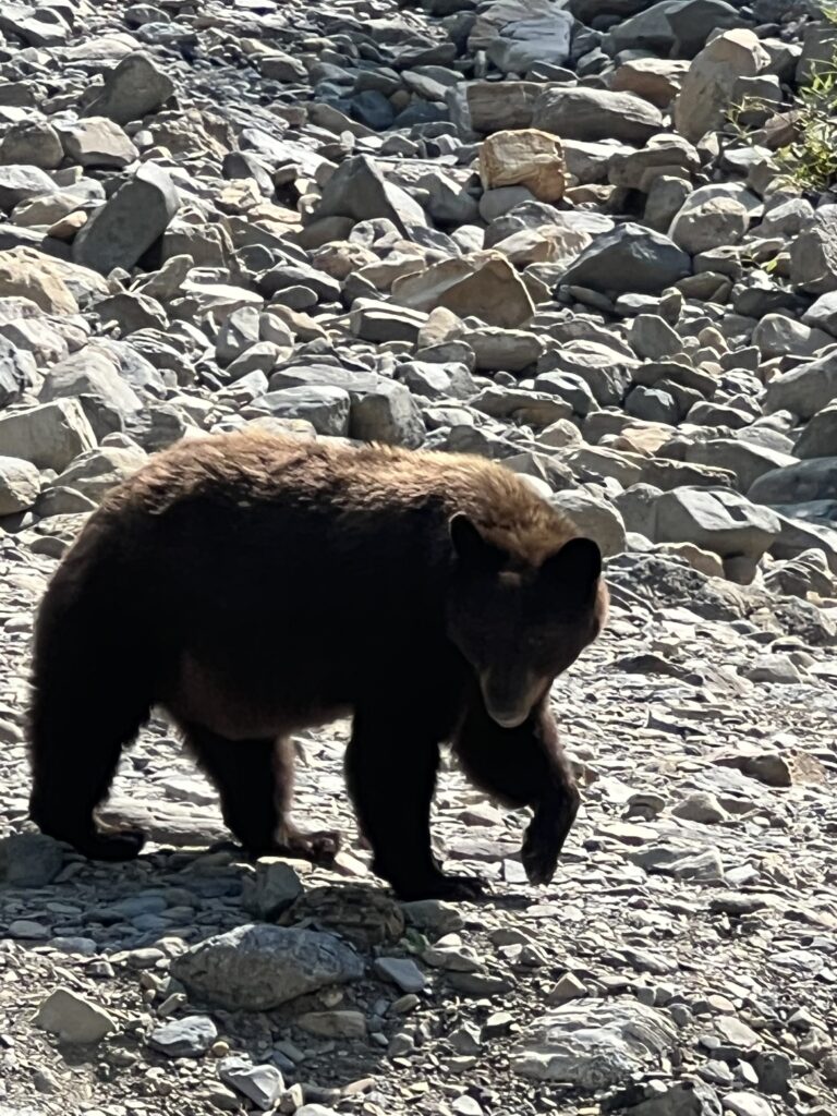 Black bear on dry creek bed