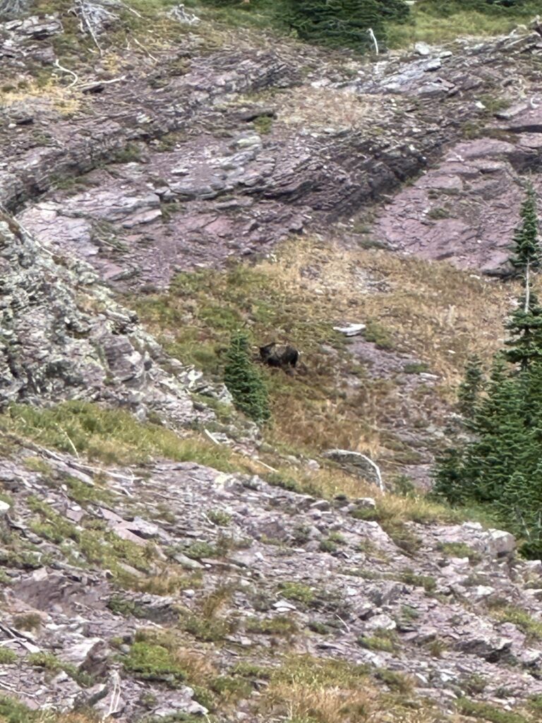Grizzly Bear on a hill