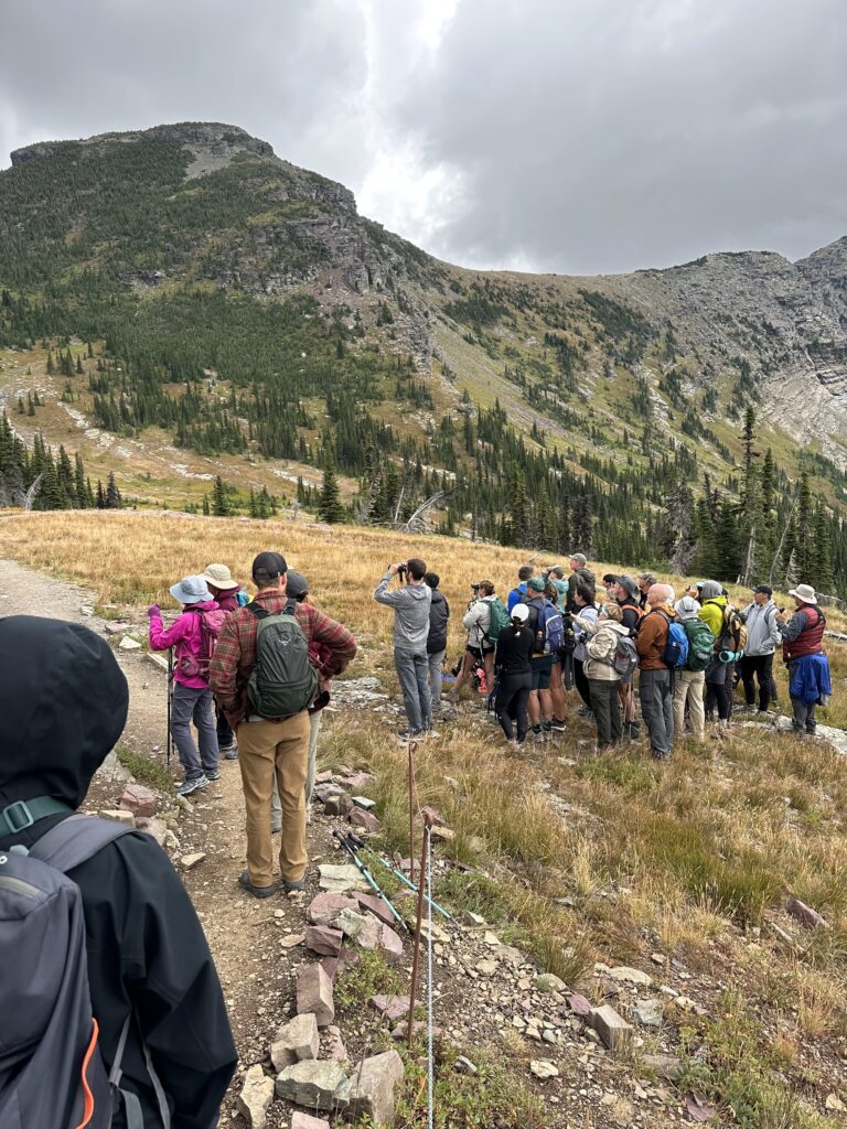  Road of hikers watching a bear