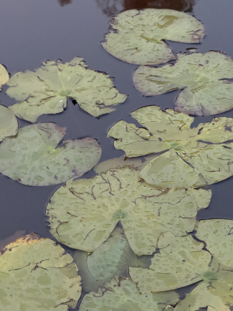 Lily pads