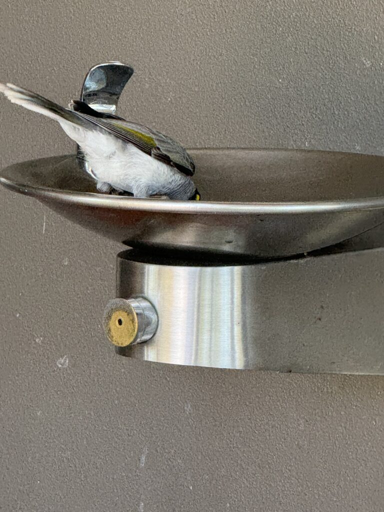 Bird in water fountain 