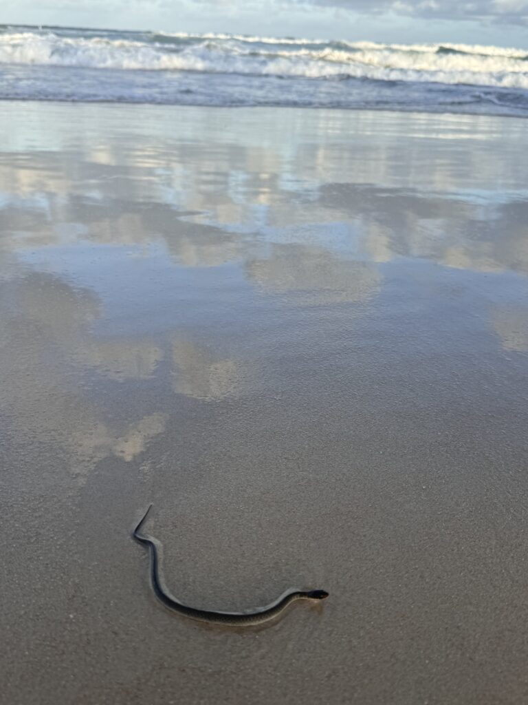 Small snake on the beach