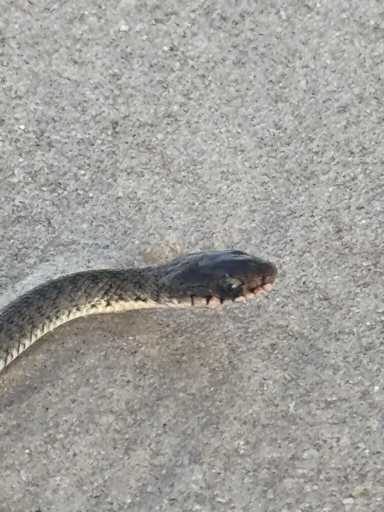 Close-up of snake head