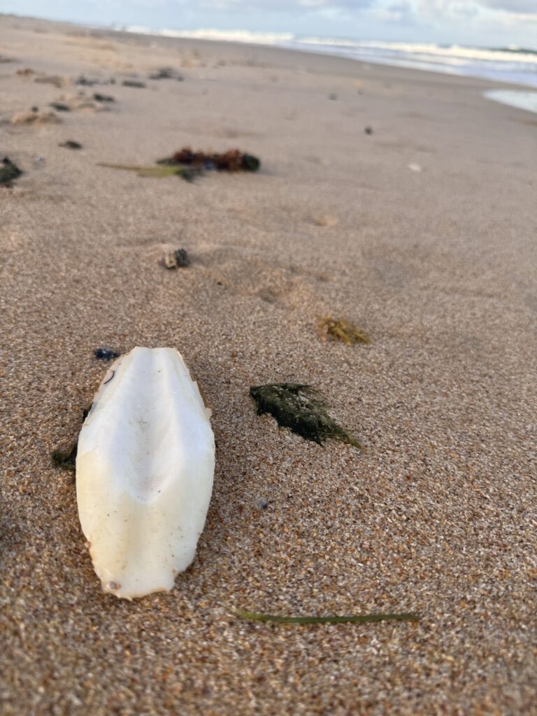 Unique Australian beach object