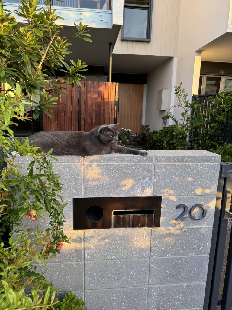 Cat on a condo wall