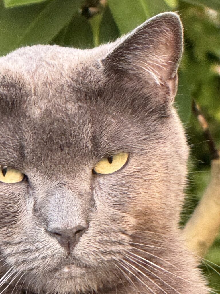 Close-up of cat face