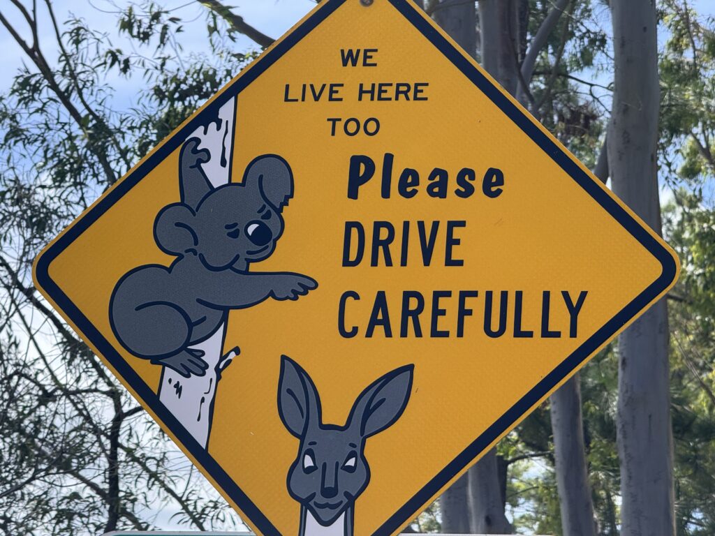 Australian wildlife roadside