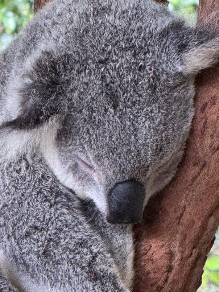 sleeping koala