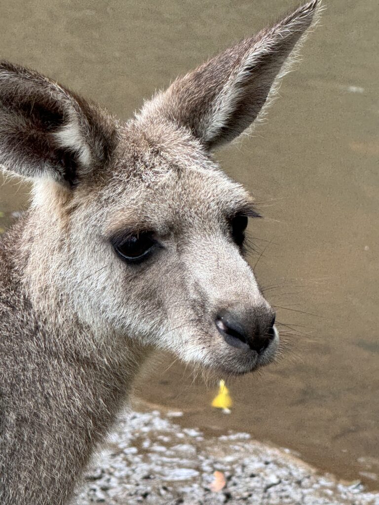 kangaroo face closeup