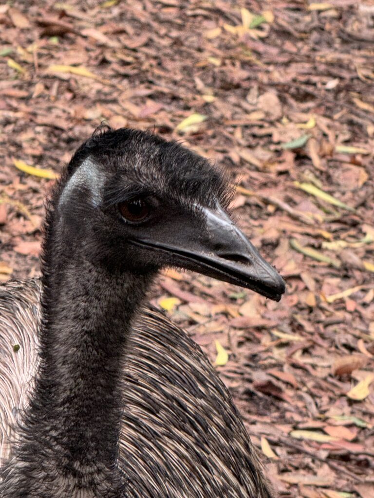 Emu