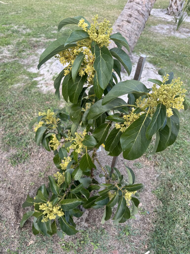 Small avocado tree in bloom