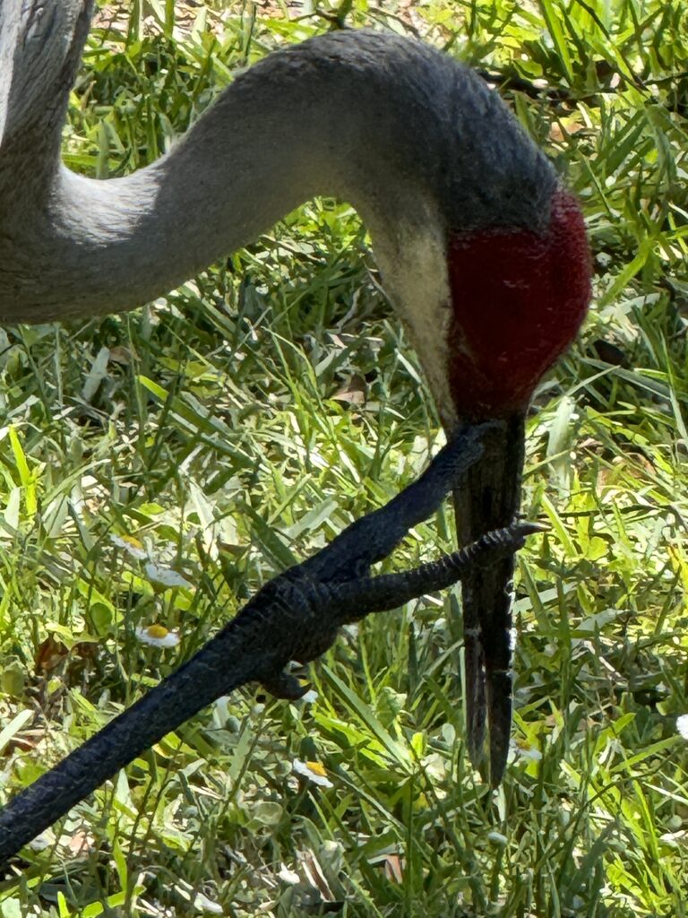 sand hill crane close up