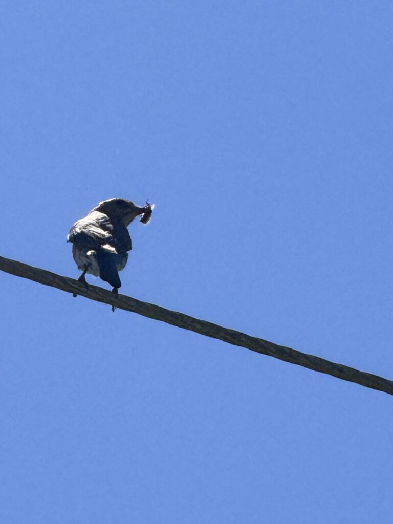 Bird on a wire