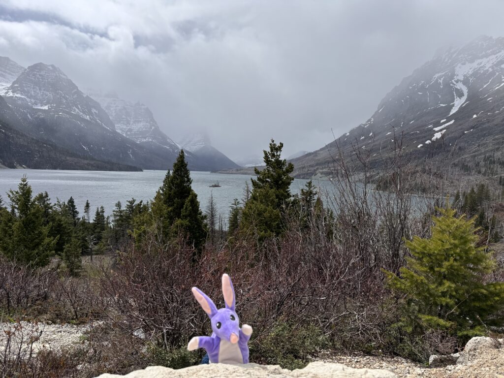 Bilby and mountains 