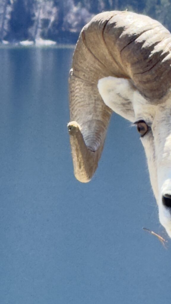 big horn sheep facial closeup